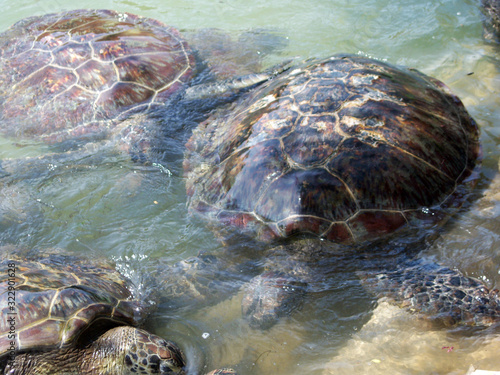 Fototapeta Group of turtles in pond of captivity area