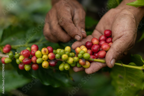 coffee plantation