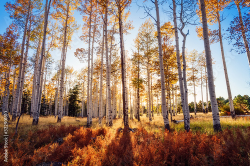 Принти на полотні Fall Aspen trees in a forest with sunlight