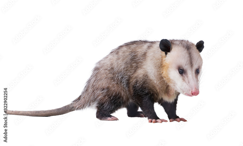 Tableau sur toile Male Virginia opossum (Didelphis virginiana) or common opossum