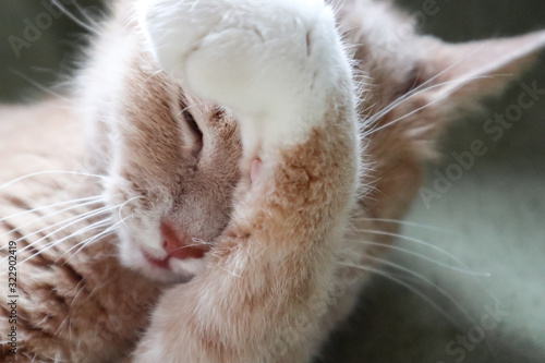 Ginger cat washing her paw