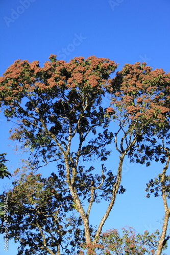 Heliocampus americanus tree, native from Central America, It bears pinkish-brown flowers in December and January   photo