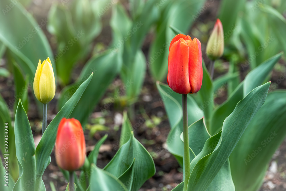 Red and yellow tulips on a green background