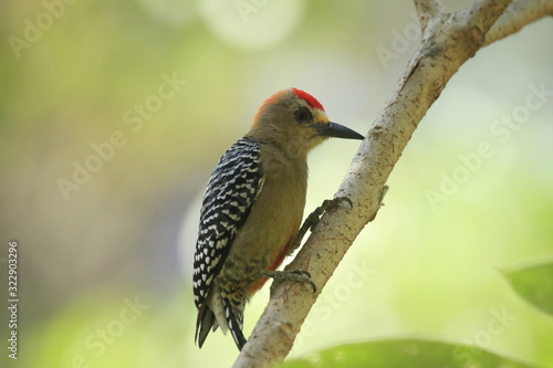 A glance of the forest with red crowned woodpecker (Melanerpes rubricapillus) perched in a branch