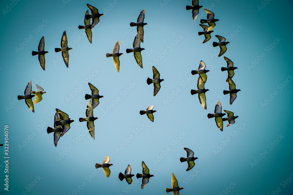Flying a group of pigeons with a photograph on the blue sky Flying a group of pigeons with a photograph on the blue sky