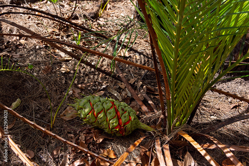 Zamia plant with fruit photo