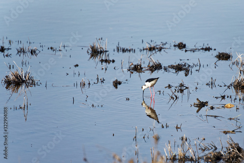 Kroatien - Rovinj - Vogelreservat Palud - Stelzenläufer photo