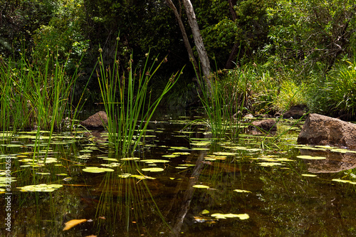 Reeds and waterlilies in a tropical creek.