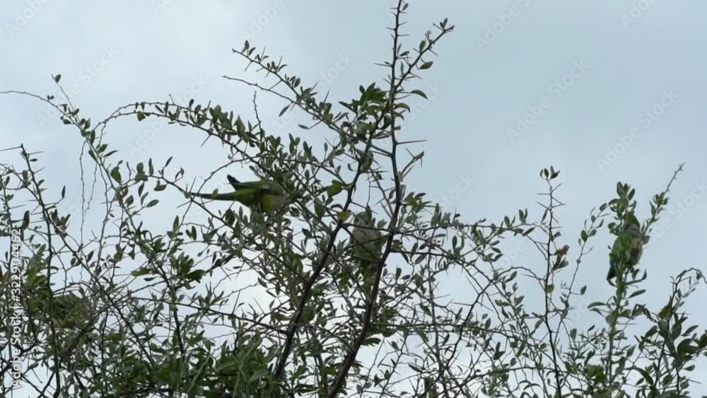 Birds perched on tree branches. Lovebird Birds perched on tree branches. Lovebird