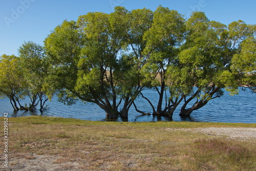 Big trees at the shore of Lake McGregor near Tekapo on South Island of New Zealand