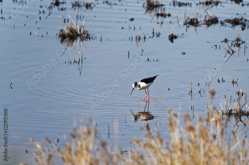 Kroatien - Rovinj - Vogelreservat Palud - Stelzenläufer photo