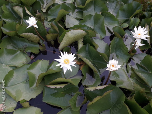 Lotus in the swamp
