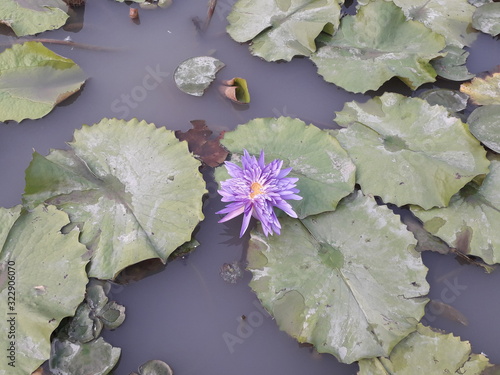 Lotus in the swamp