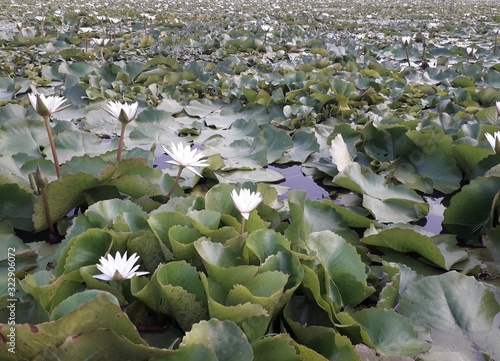 Lotus in the swamp