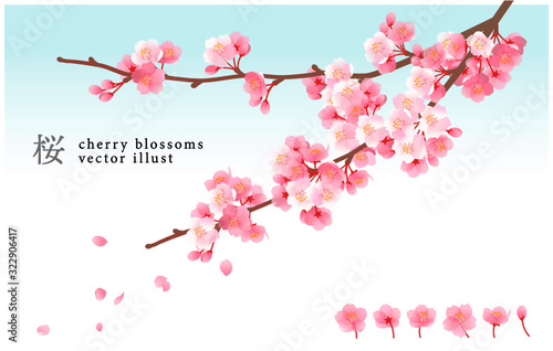 爽やかな桜のベクターイラスト