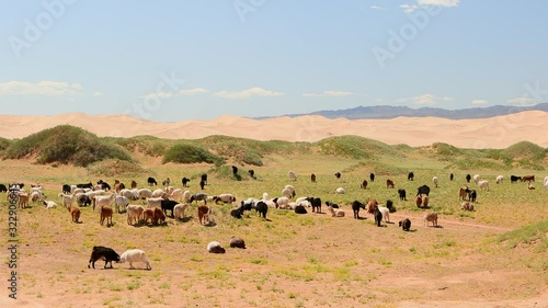 Monglia goats drone gobi dessert photo