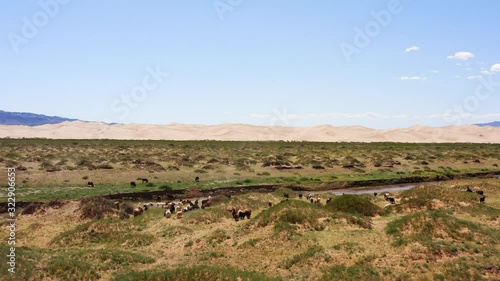 Monglia goats drone gobi dessert photo