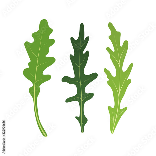 Mix of salad leaves. Set of arugula rucola, rocket salad fresh green leaves isolated on white background. Vector Illustration.