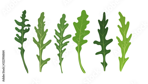 Mix of salad leaves. Set of arugula rucola, rocket salad fresh green leaves isolated on white background. Vector Illustration.