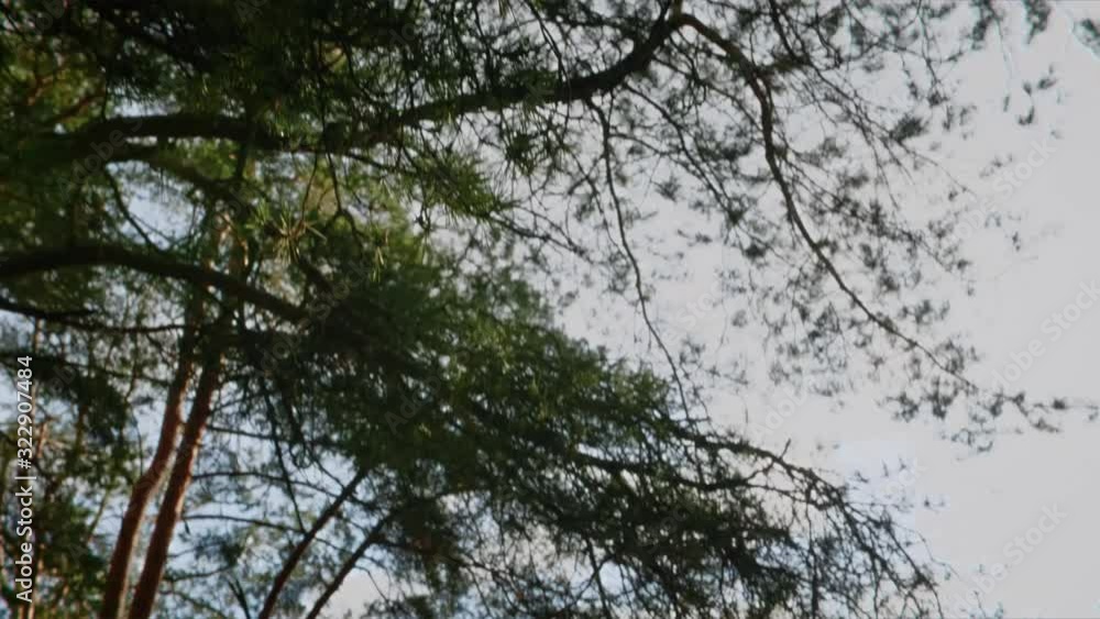 Wind blowing leaves on a tree in spring Wind blowing leaves on a tree in spring