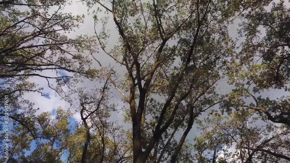 Wide rotating point of view shot looking upwards to the summer time trees and sky Wide rotating point of view shot looking upwards to the summer time trees and sky