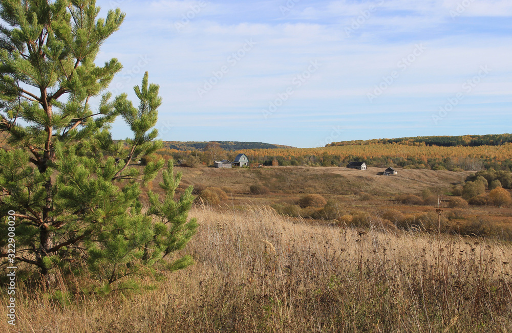 There is a pine tree on the hill, among the tall withered grass. In the distance, you can see a panorama of forest and buildings against the blue sky. There is a pine tree on the hill, among the tall withered grass. In the distance, you can see a panorama of forest and buildings against the blue sky.