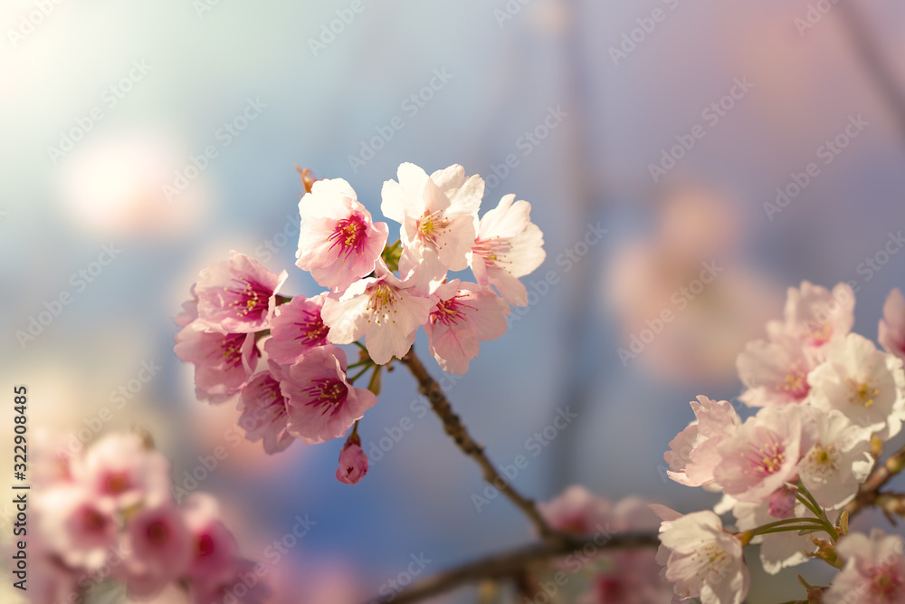 Fototapeta premium 桜の花