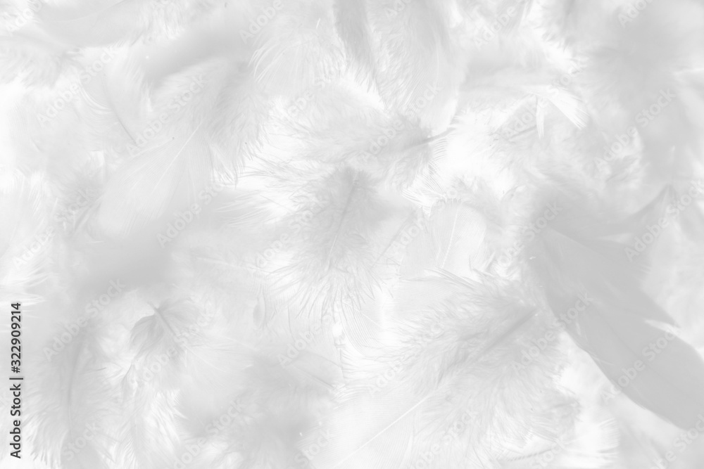 Beautiful abstract colorful gray and white feathers on white background and soft pink feather texture on white pattern and light pink background valentine day Beautiful abstract colorful gray and white feathers on white background and soft pink feather texture on white pattern and light pink background valentine day