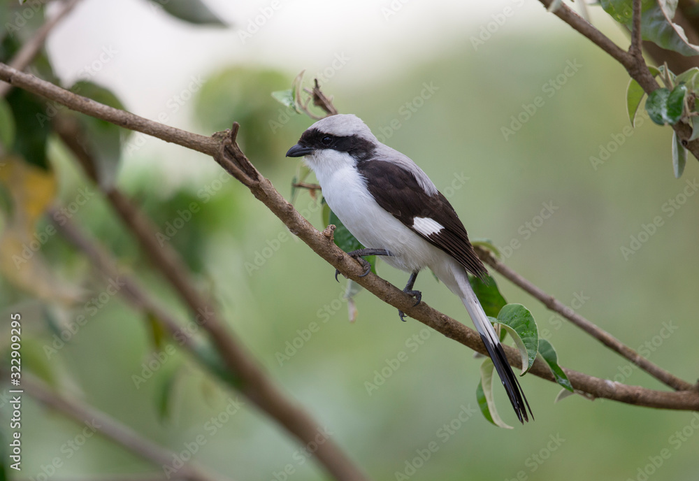 Grey Backed Fiscal Shrike seen at Masai Mara, Kenya, Africa Grey Backed Fiscal Shrike seen at Masai Mara, Kenya, Africa