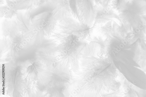 Beautiful abstract colorful gray and white feathers on white background and soft pink feather texture on white pattern and light pink background valentine day