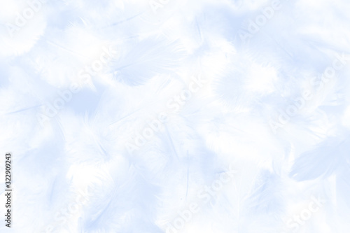 Beautiful abstract colorful white and blue feathers on white background and soft white feather texture on white pattern and blue background banners graphics