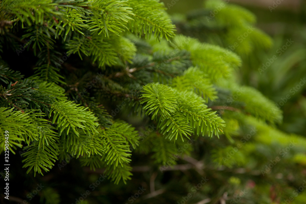 green branches of a young christmas tree