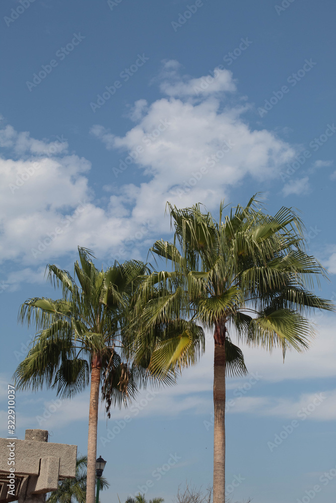 Fototapeta premium palmtrees with blue sky and clouds