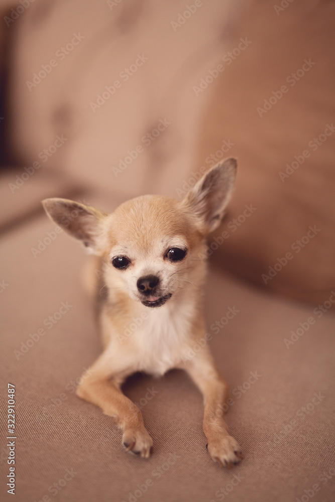Portrait of a little chihuahua