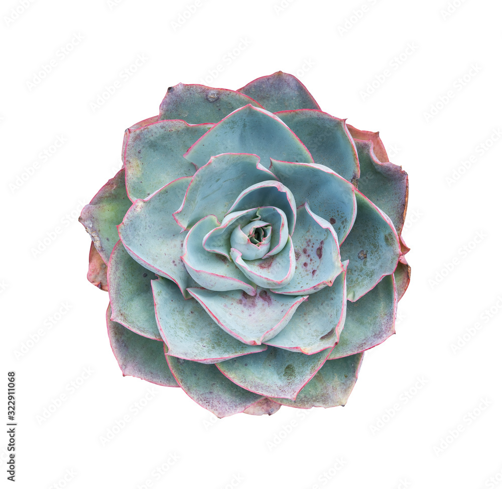 Obraz premium Miniature succulent plants (succulent cactus) isolated on white
