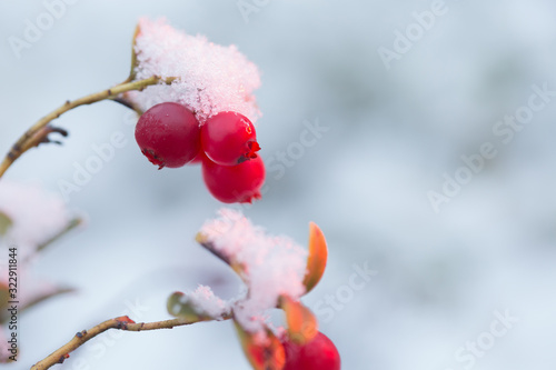 Red lingonberry berries are sprinkled with snow. Winter and cold weather. Closeup of nature in winter time.