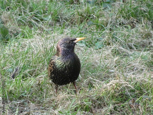 young starling among spring grass