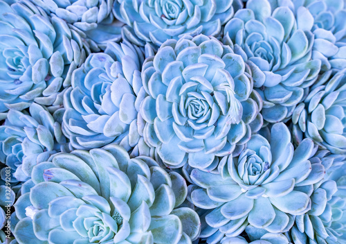 Miniature succulent plants (succulent cactus) at the garden