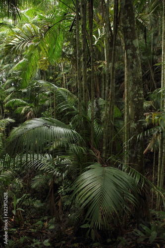 Mystic landscape with palms in the jungle Palmichal forest  Venezuela