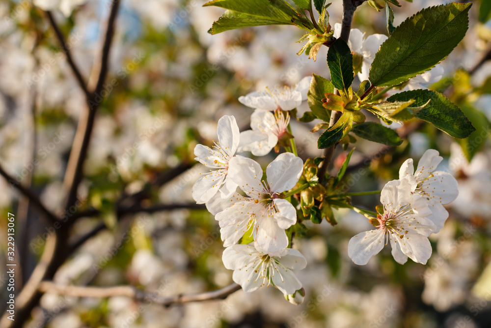 Branches of blooming cherry tree in a spring orchard. Branches of blooming cherry tree in a spring orchard.