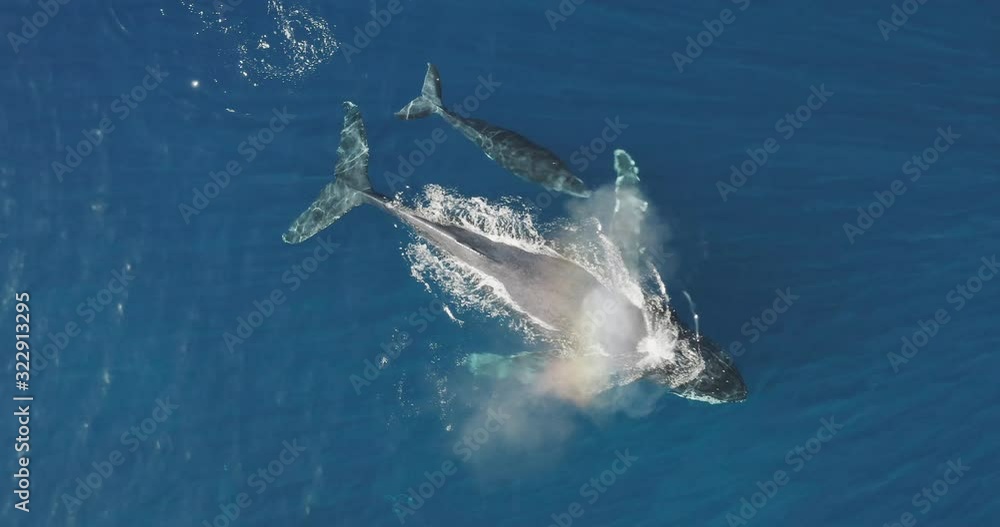 Aerial view of a mother and baby humpback whale swimming together in ...