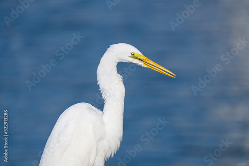 Great Egret and blue background