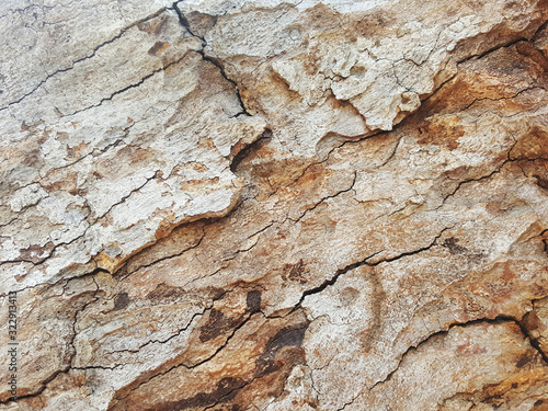 Natural old tree bark with beautiful patterns.