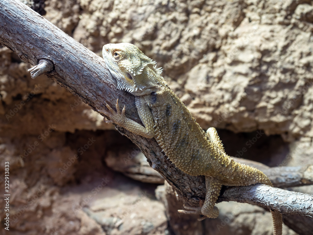 Pogona vitticeps, the central bearded dragon, is a species of agamid lizard occurring in a wide range of arid to semiarid regions of Australia. Pogona vitticeps, the central bearded dragon, is a species of agamid lizard occurring in a wide range of arid to semiarid regions of Australia.