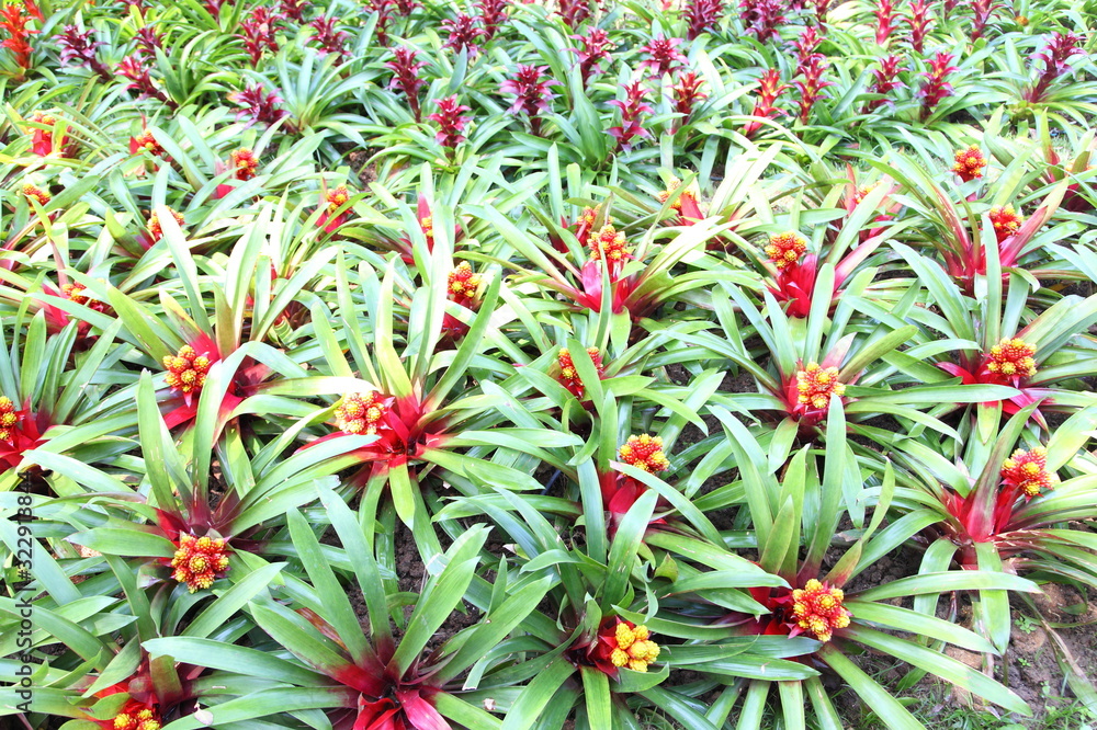 Fototapeta premium Bromeliad flower