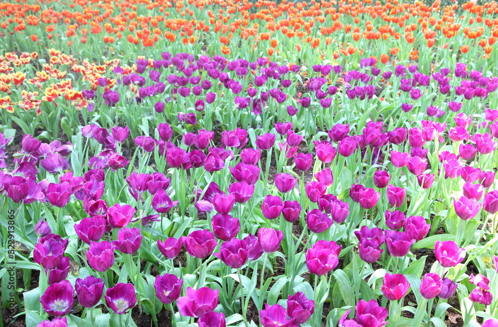 Colorful tulips in the park. Colorful tulips in the park.