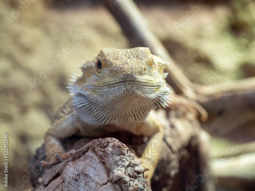 Pogona vitticeps, the central bearded dragon, is a species of agamid lizard occurring in a wide range of arid to semiarid regions of Australia.