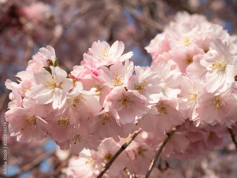 Cherry blossom in the graden