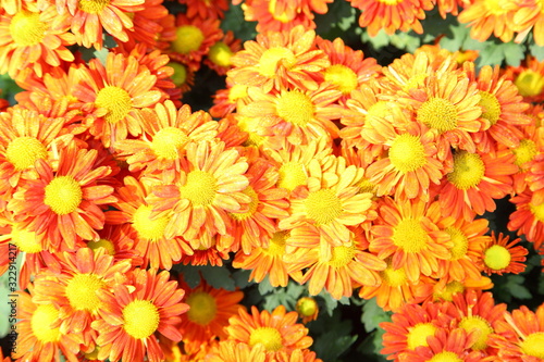  Orange chrysanthemum