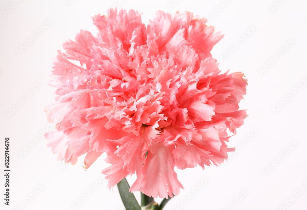 Pink carnation flowers isolated on white background Pink carnation flowers isolated on white background